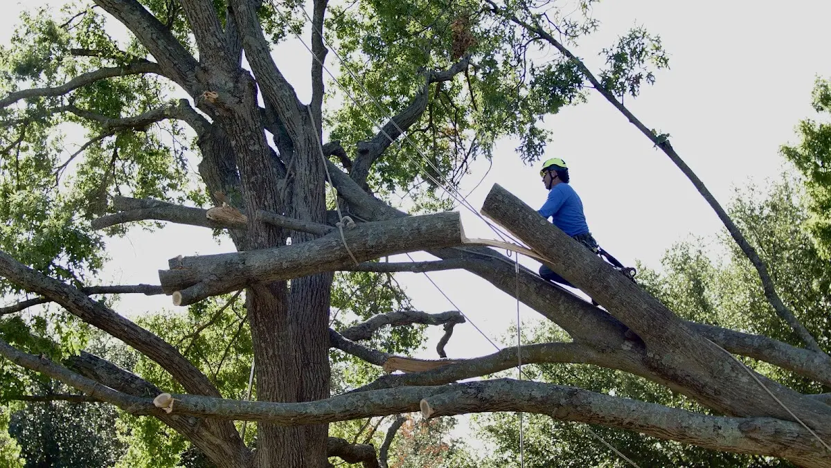 Professional Crown Thinning performed by certified arborists in Upson